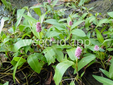smartweed, water